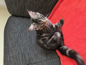Maine Coon XXL Kitten Mit Stammbaum
