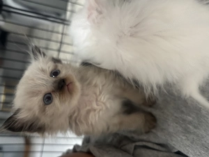 Süße Ragdoll Kitten 2Jungs und 2Mädchen 