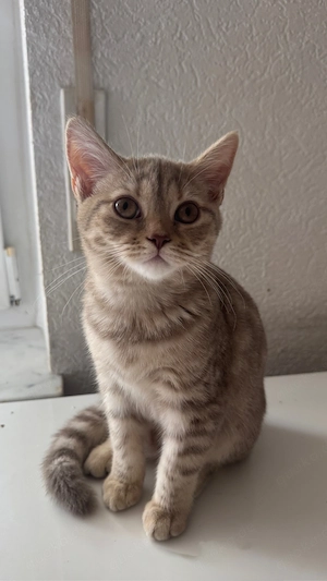 Britisch Kurzhaar 2 weibliche kitten noch übrig 