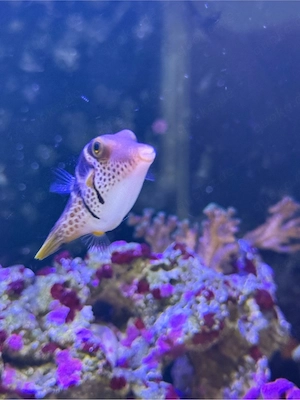 Sattel-Spitzkugelfisch Canthigaster valentini Bild 2