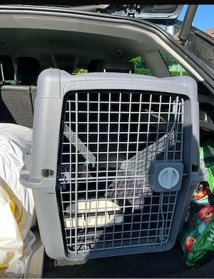 Hundebox L