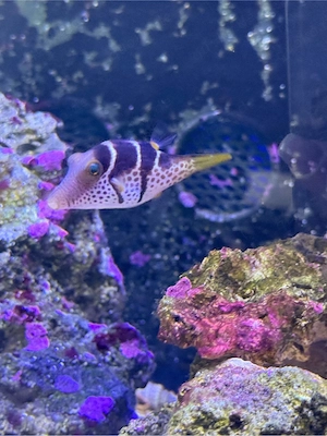 Sattel-Spitzkugelfisch Canthigaster valentini