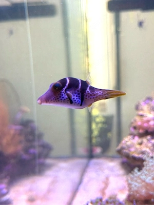 Sattel-Spitzkugelfisch Canthigaster valentini Bild 3
