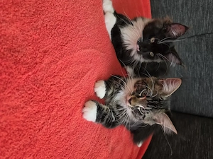 Maine Coon XXL Kitten Mit Stammbaum Bild 6