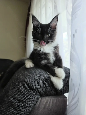 Maine Coon XXL Kitten Mit Stammbaum Bild 5
