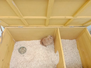 Löwenkopf kaninchen Weibchen