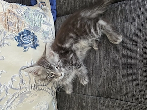 Maine Coon XXL Kitten Mit Stammbaum