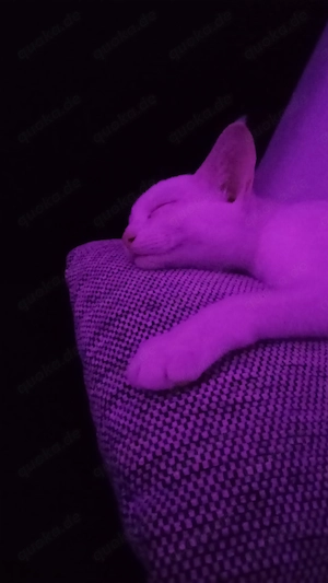 Kater Yoshi  Bild 7