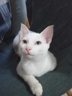 Kater Yoshi  Bild 6