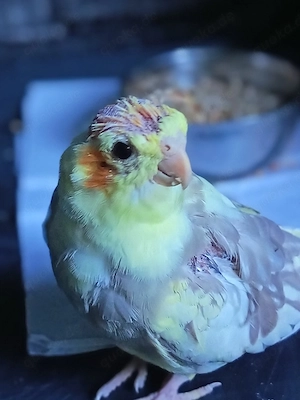 baby nymofensittich 