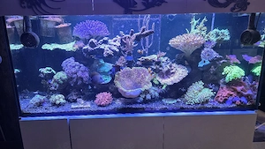 Meerwasseraquarium Auflösung