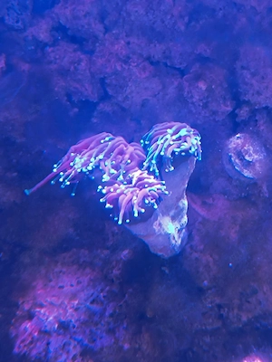 Euphyllia glabrescens   Torch Koralle   15   pro Kopf