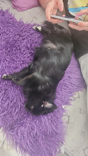 Chihuahua Welpen 