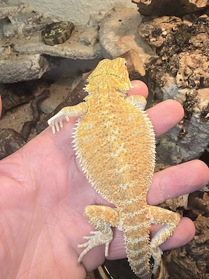 Bartagame - Bartagam Bild 3