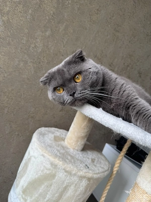 Liebevoller Kater Yaman sucht ein neues Zuhause   