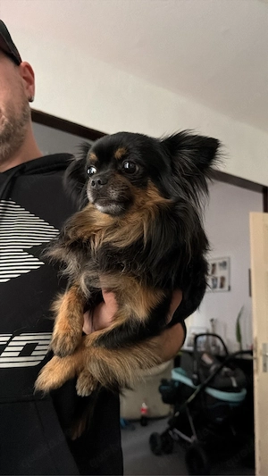 kleiner mann sucht neues zu hause 