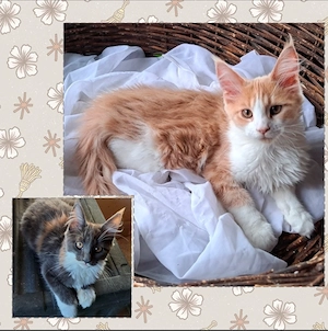 Maine Coon Kitten reinrassig - abgabebereit - Blue Tortie White & Creme White