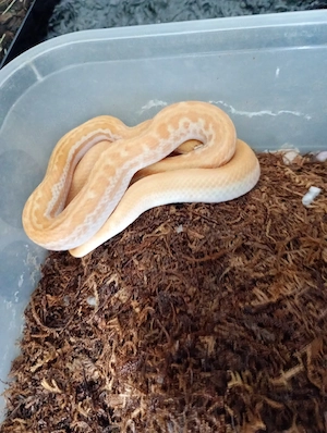 1.1 Afrikanische Hausschlangen Albino  Bild 2