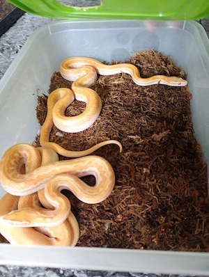1.1 Afrikanische Hausschlangen Albino 