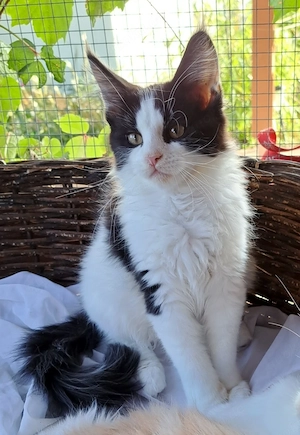 Wunderschönes reinrassiges Black-White Maine-Coon-Kitten sucht sein Für-immer-Zuhause