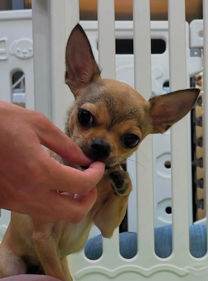  Entzückender 11 Monate alter Chihuahua sucht ein liebevolles Zuhause