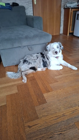 Australian Shepherd Hündin 