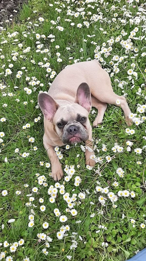 Französische Bulldoggen-Hündin, mit Stammbaum 3 Jahre   gesund & sportlich