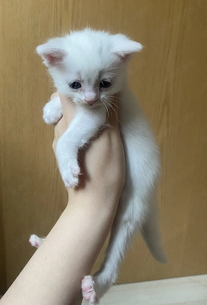 Kitten Suchen ein zuhause 