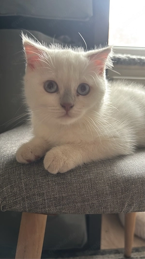 Traumhafte Kitten suchen ihr Für-immer-Zuhause!   