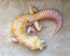 W&Y MS Pastel Tremper Albino het. EC (Pet only) Leopatdgecko