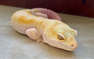 W&Y MS Pastel Tremper Albino het. EC (Pet only) Leopatdgecko