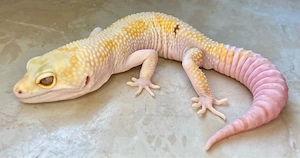 W&Y MS Pastel Tremper Albino het. EC (Pet only) Leopatdgecko