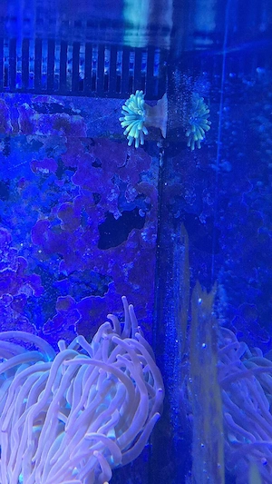 Meerwasser Aquarium Korallen grüne crassa Anemone