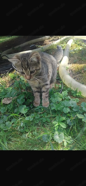 Kitten Katzenbaby Kater Katze