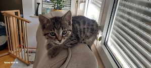 Kitten mit seltener Tabby-Zeichnung