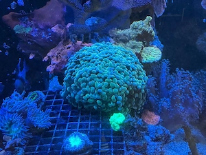 Euphyllia paraancora Gold Shimmer