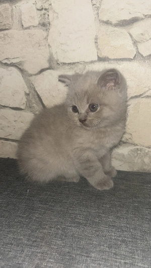 BKH Kitten 