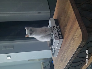 Bkh kitten weiss Bild 2