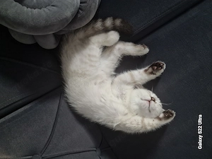 Bkh kitten weiss