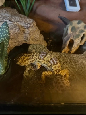 1.0 Leopardgecko Männchen