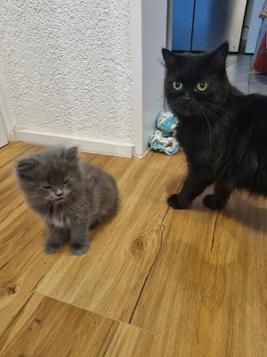 Baby Katzen 