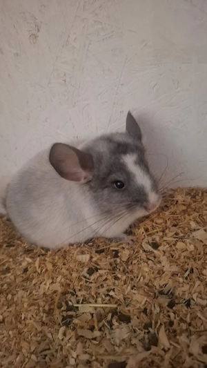 Chinchilla Böckchen abzugeben 