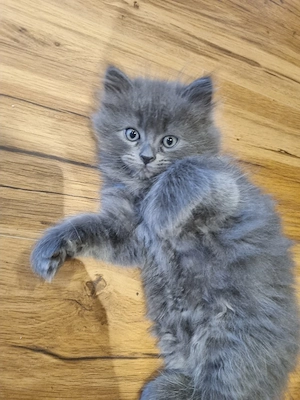 Baby Katzen 
