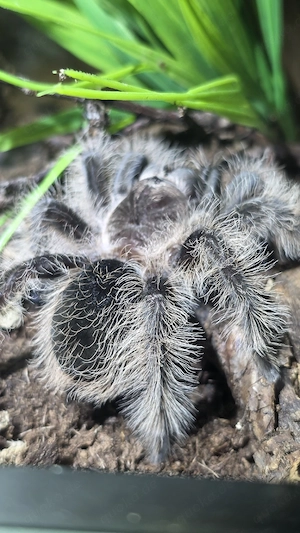 Tliltocatl albopilosus Vogelspinne mit terrarium  Bild 4