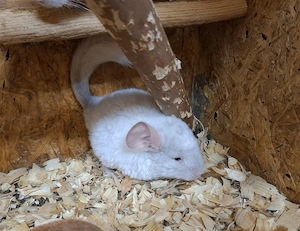 Chinchilla Jungtiere aus Hobbyzucht