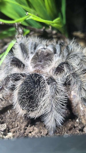 Tliltocatl albopilosus Vogelspinne mit terrarium  Bild 5