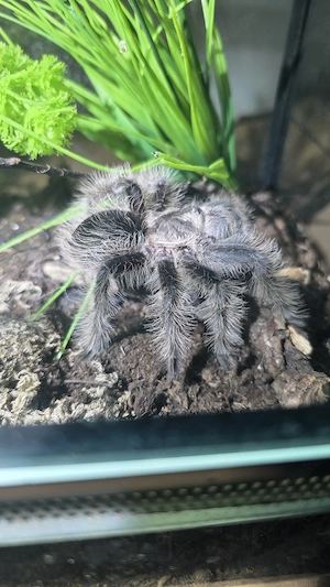 Tliltocatl albopilosus Vogelspinne mit terrarium 