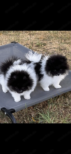 Pomeranien   Zwergspitz Welpen