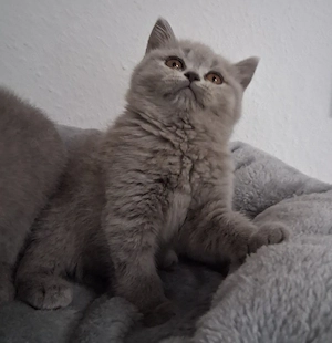 Noch 1 BKH Kitten Blau Britisch Kurzhaar 