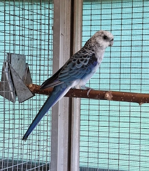 Stanleysittiche